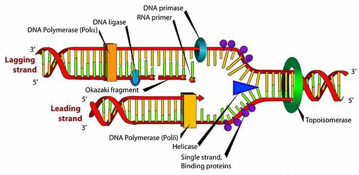 DNA1 - KHRISTRON